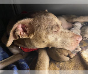 Catahoula Leopard Dog-Rhodesian Ridgeback Mix Puppy for sale in GRANDVIEW, MO, USA