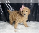 Small Photo #60 Cavapoo Puppy For Sale in WARSAW, IN, USA