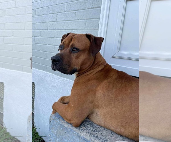 Medium Photo #2 Boxer-Unknown Mix Puppy For Sale in Germantown, OH, USA
