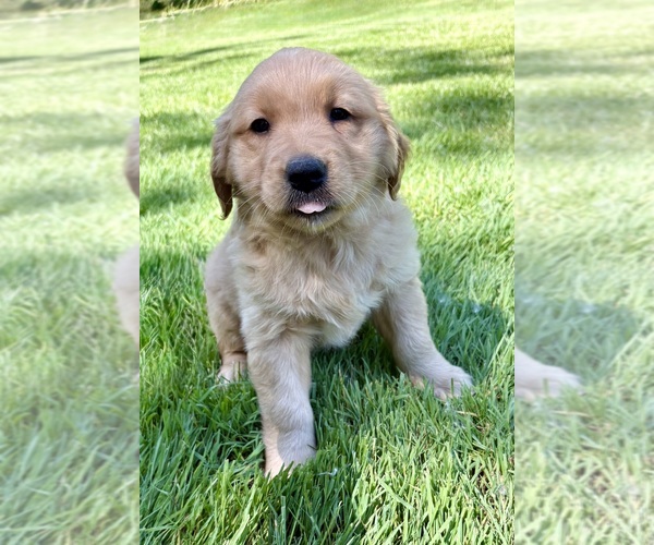 Medium Photo #7 Golden Retriever Puppy For Sale in FAIR HAVEN, MI, USA