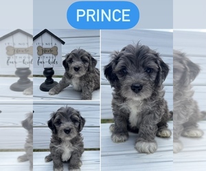Bernedoodle Puppy for sale in LOUISVILLE, KY, USA