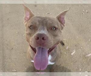 American Pit Bull Terrier Dogs for adoption in Martinez, CA, USA