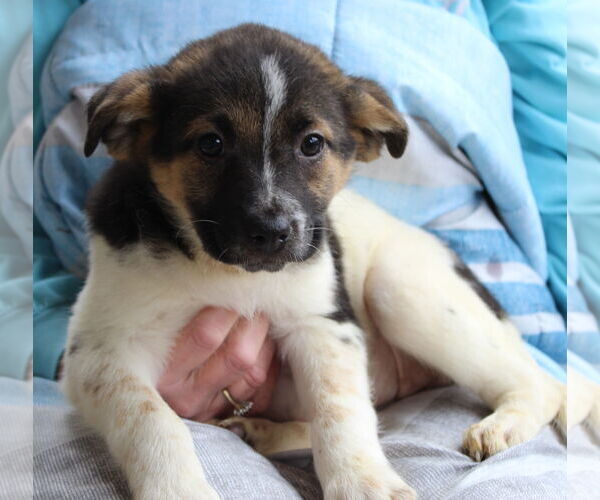 Medium Photo #3 Labrador Retriever-Unknown Mix Puppy For Sale in Prattville, AL, USA