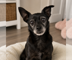 Small #4 Chihuahua Mix