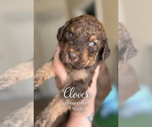 Medium Photo #3 Saint Berdoodle Puppy For Sale in PAW PAW, MI, USA