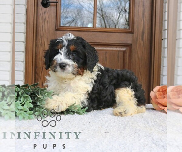 Medium Photo #4 Cavapoo (Miniature) Puppy For Sale in NARVON, PA, USA