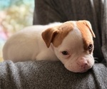 Puppy Puppy 6 American Bulldog