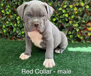 American Bully Puppy for sale in INDIAN TRAIL, NC, USA