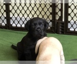Small Photo #2 Labrador Retriever Puppy For Sale in DEWITT, VA, USA