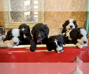 Sheepadoodle Puppy for Sale in LA CENTER, Kentucky USA