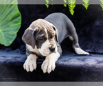 Small #17 Great Dane