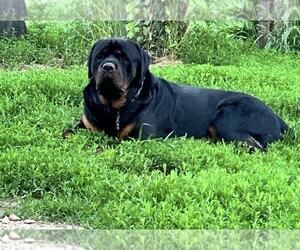 Father of the English Mastweiler puppies born on 06/17/2025