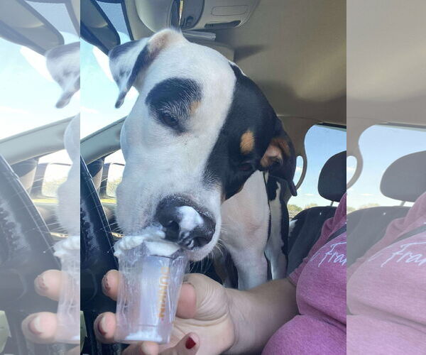 Medium Photo #14 Mutt Puppy For Sale in Germantown, OH, USA