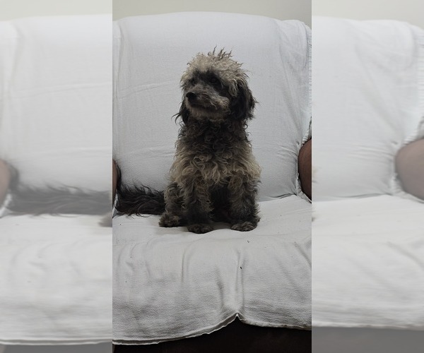 Medium Photo #1 Shih-Poo Puppy For Sale in CHARLOTTE, NC, USA