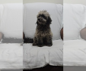 Mother of the Shih-Poo puppies born on 02/03/2026