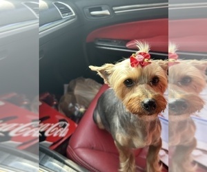 Mother of the Yorkshire Terrier puppies born on 04/02/2026