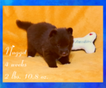 Small Photo #32 Pomsky Puppy For Sale in RAMONA, CA, USA