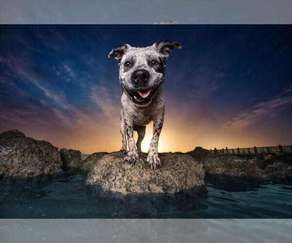 Medium Photo #13 American Staffordshire Terrier-Unknown Mix Puppy For Sale in Key Largo, FL, USA