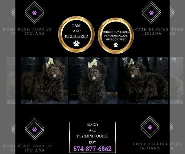 Medium Photo #2 Poodle (Toy) Puppy For Sale in WARSAW, IN, USA