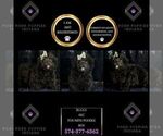 Small Photo #2 Poodle (Toy) Puppy For Sale in WARSAW, IN, USA