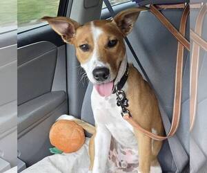 Mutt Dogs for adoption in New Oxford , PA, USA