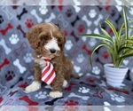 Small #3 Cavapoo (Miniature)
