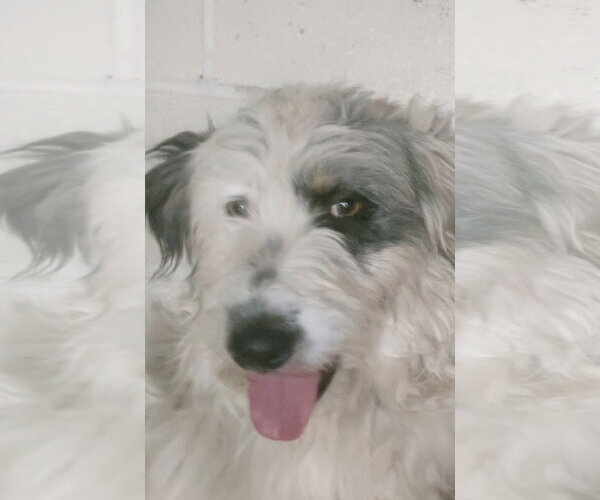 Medium Photo #3 Bearded Collie-Old English Sheepdog Mix Puppy For Sale in MIDWAY, UT, USA