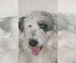 Small #2 Bearded Collie-Old English Sheepdog Mix