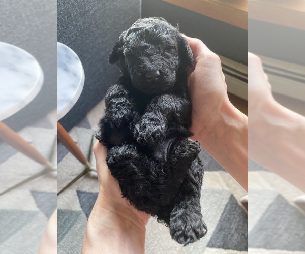 Medium Photo #2 Poodle (Standard) Puppy For Sale in NEW ULM, MN, USA
