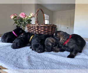German Shepherd Dog Litter for sale in PORTLAND, OR, USA