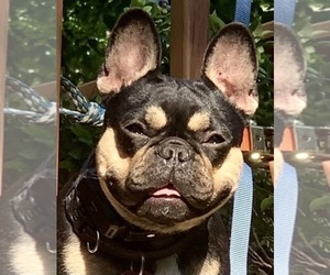 Mother of the French Bulldog puppies born on 03/17/2026