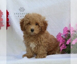 Bichpoo Puppy for sale in RISING SUN, MD, USA