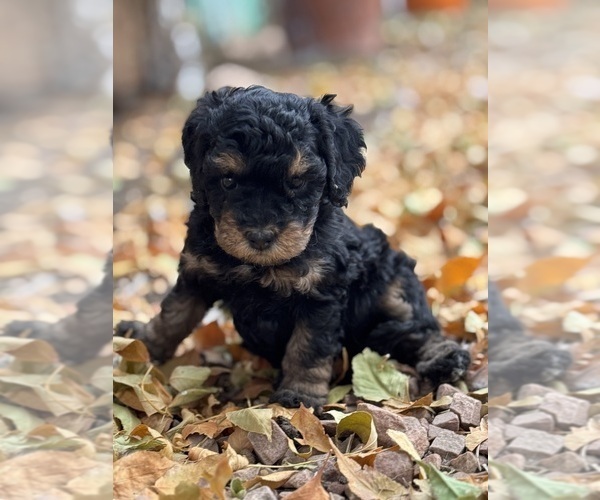 Medium Photo #9 Bernedoodle (Miniature) Puppy For Sale in LONGMONT, CO, USA