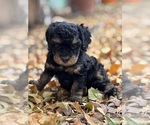 Venice - Female Bernedoodle (Miniature) Puppy for Sale - Photo #9