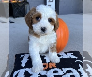 Cavapoo Puppy for sale in FRANKLIN, IN, USA