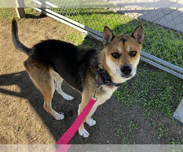 Medium Photo #1 Gerberian Shepsky Puppy For Sale in Corpus Christi, TX, USA