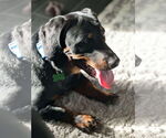 Small Photo #4 Dachshund-Rottweiler Mix Puppy For Sale in Orlando, FL, USA