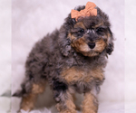 Small Photo #91 Poodle (Miniature) Puppy For Sale in WARSAW, IN, USA