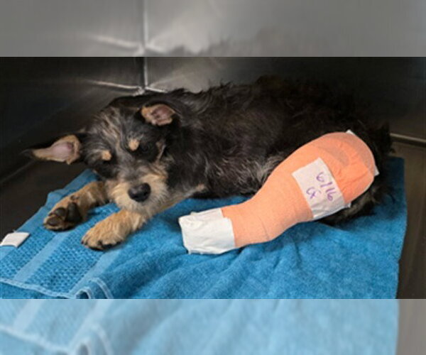 Medium Photo #1 Mutt Puppy For Sale in Riverside, CA, USA