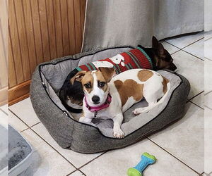 Jackshund Dogs for adoption in Oakhurst, NJ, USA