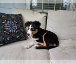 Puppy Blu Border-Aussie