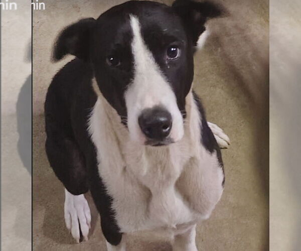 Medium Photo #2 Border Collie-Unknown Mix Puppy For Sale in Foristell, MO, USA