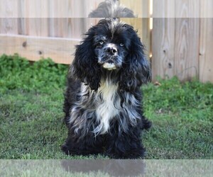 Cocker Spaniel Dog for Adoption in NEW MARKET, Tennessee USA