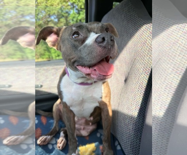 Medium Photo #4 Bullboxer Pit Puppy For Sale in Cookeville, TN, USA