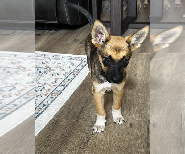 Medium Photo #4 German Shepherd Dog-Unknown Mix Puppy For Sale in Dana Point, CA, USA