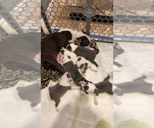 Boston Terrier Puppy for Sale in KENNEWICK, Washington USA