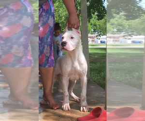 Dogo Argentino Puppy for sale in GROVELAND, FL, USA