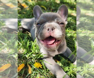French Bulldog Puppy for Sale in DELTA, Colorado USA