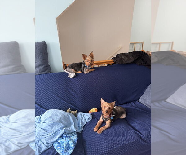 Medium Photo #4 Mutt Puppy For Sale in Mundelein, IL, USA