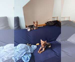 Little Bear - Male Mutt Dog for Adoption - Photo #4